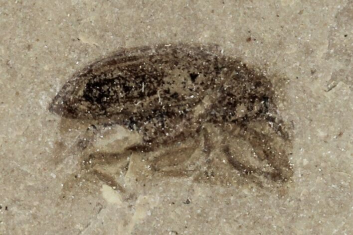 Fossil Weevil (Snout Beetle) - Green River Formation, Utah #101614